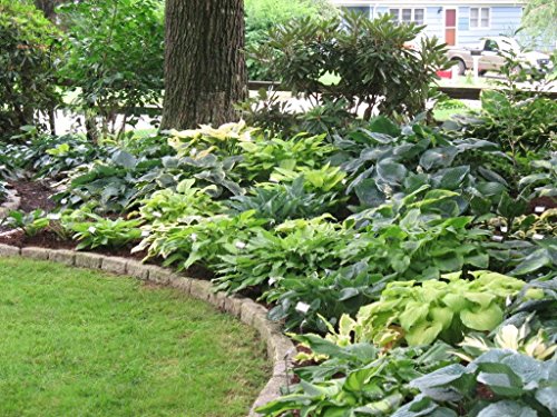 Hosta Mixed - 6 Perennial Bare Roots #TOP1
