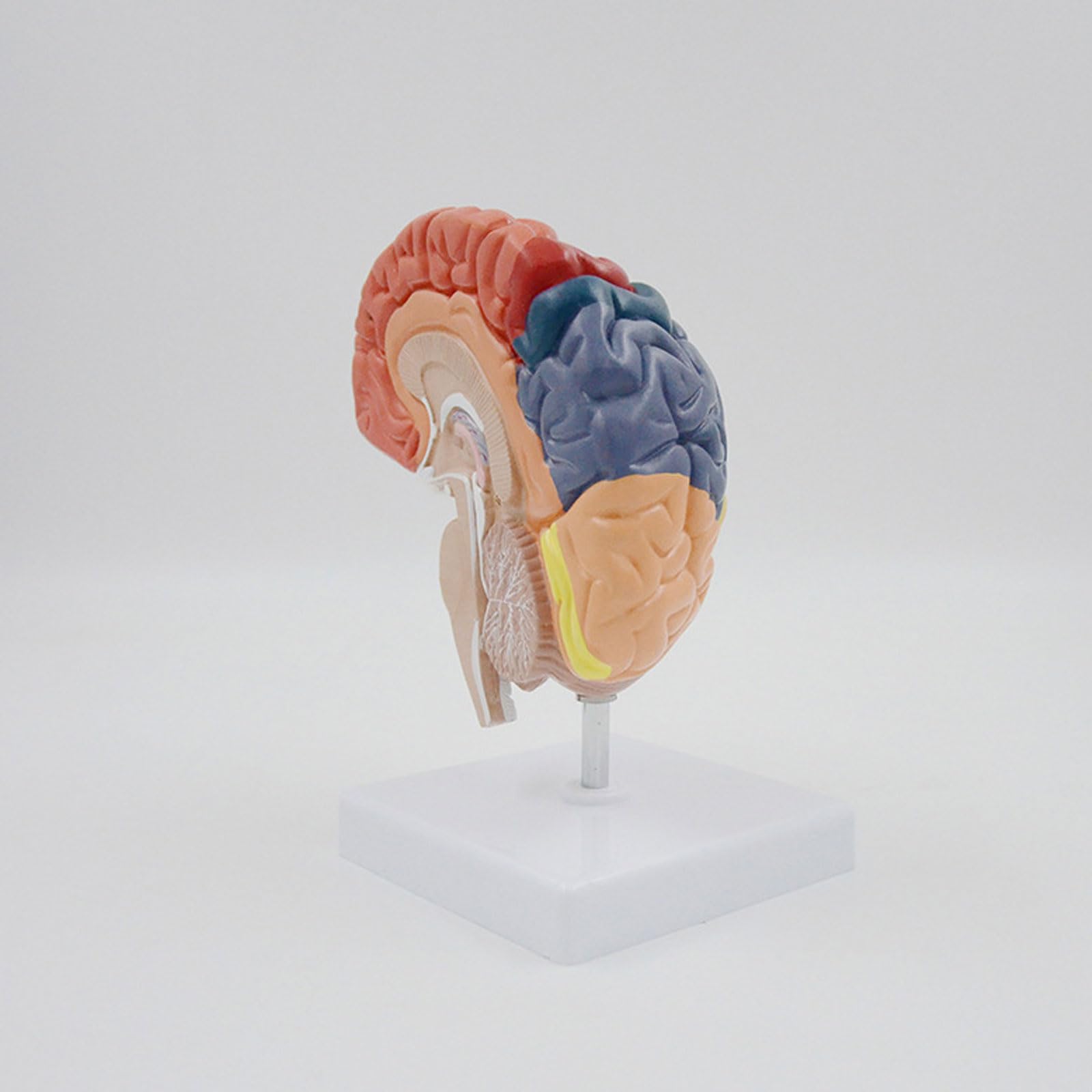 BYERZ Modèle Anatomique Grandeur Nature du Cerveau Droit Humain Région Fonctionnelle Anatomie du Cerveau Cadeau Médical Matériel Pédagogique Outil D'enseignement