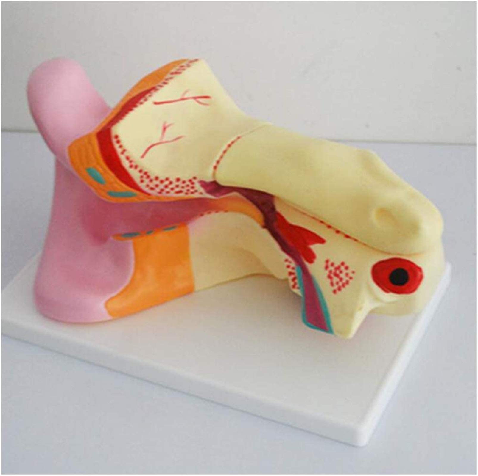 Modelo anatomía, Modelo Educativo, Modelo estómago tamaño Natural, Modelo órgano Humano, Modelo patológico médico estómago para Estudio, Modelo enseñanza, Modelo Esqueleto médico