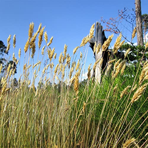 Sweet Vernal Grass Seeds Anthoxanthum Odoratum Perennial Sweet Scent Used For Ornamental And Forage Garden Bed Outdoor 150Pcs Flower Seeds By Yegaol Garden #TOP1