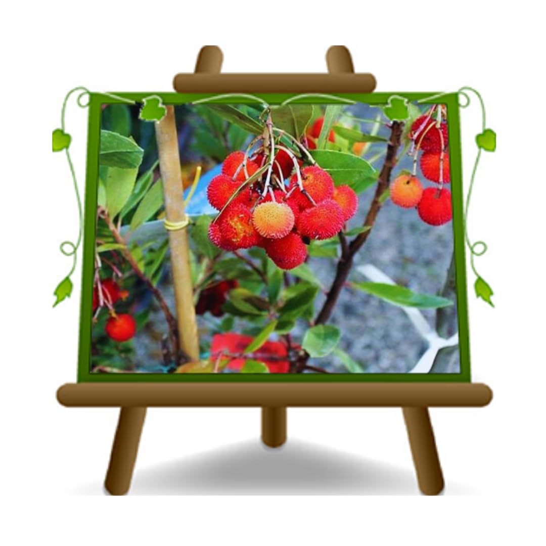 Drzewo truskawkowe (Arbutus unedo) – roślina owocowa i ozdobna w doniczce Ø 26 cm – wysokość 130-160 cm – wiek 4 lat – włoska szkółka drzew