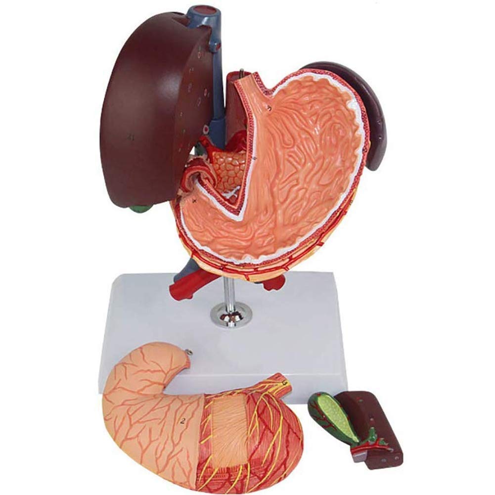 Molde Educativo, Modelo anatómico, estómago Humano, hígado, vesícula biliar, páncreas, duodeno, estómago, Modelo, Sistema, órgano, gastroenterología