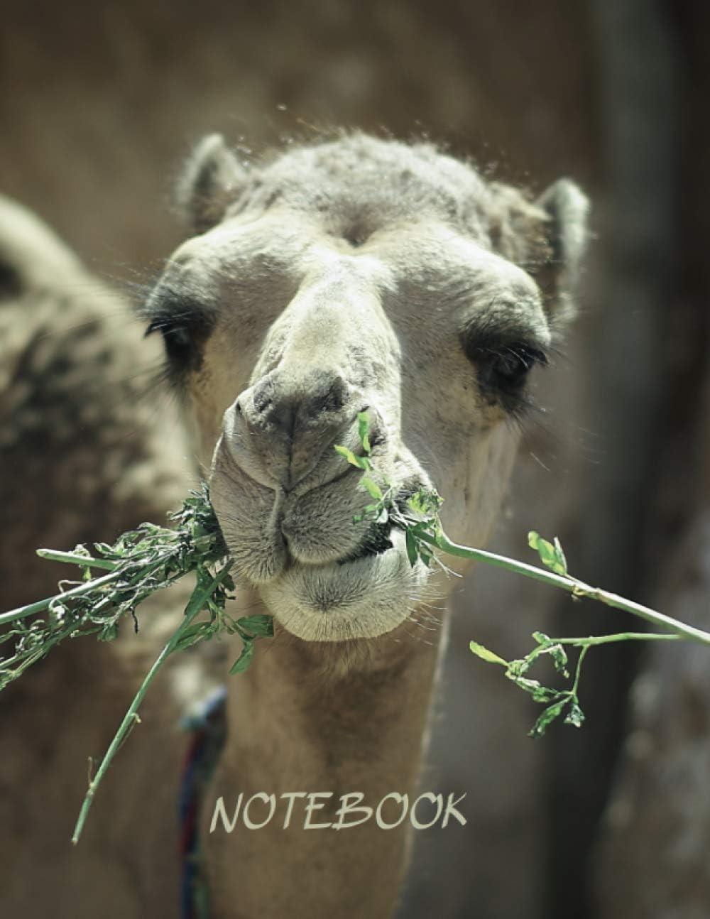 Notebook: Large Composition Notebook (8.5 x 11) - College Ruled Pages - Cute and Funny Animal Cover Theme: CAMEL. Journal, Diary, Copybook. AWESOME GIFT