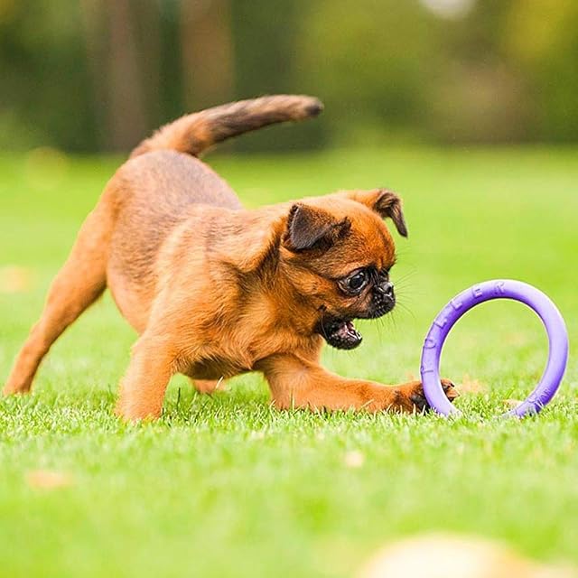 Foto 4 de 5 de Ferplast Juguete Perro, Anillo de Entrenamiento Perros para Masticar, Correr, Saltar, Disparar, Robusto