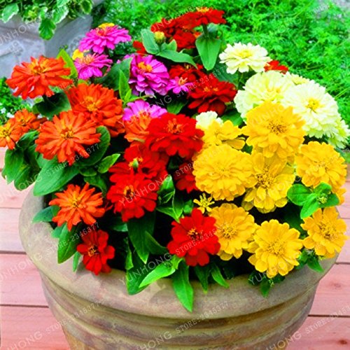 Graines de Zinnia colorées Plantes à fleurs vivaces en pot Charmantes graines de fleurs chinoises Superbes fleurs Balcon Paquet de 500 graines