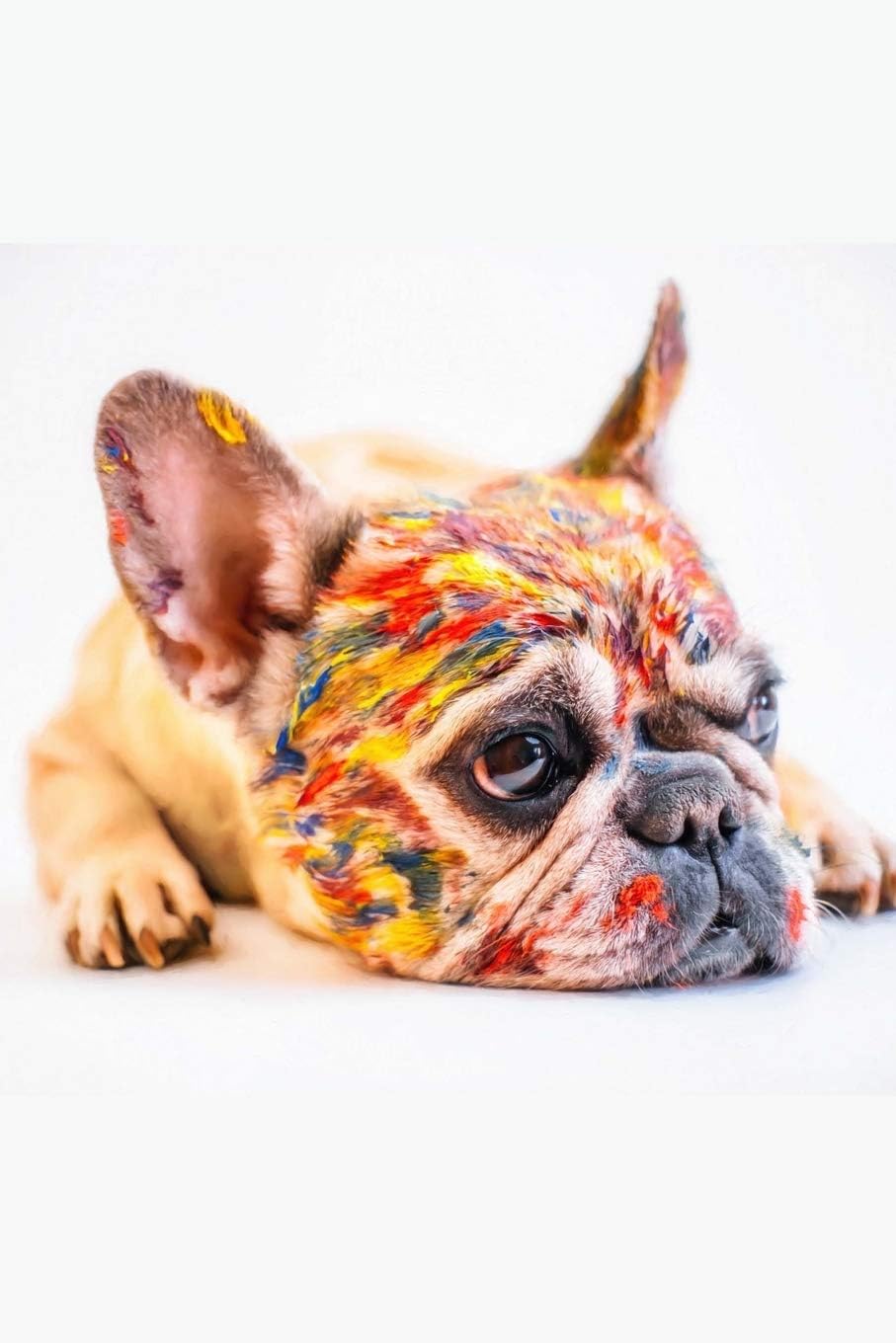 French Bulldog Journal / Notebook / Diary: 150 Lined Pages For Dog Lovers