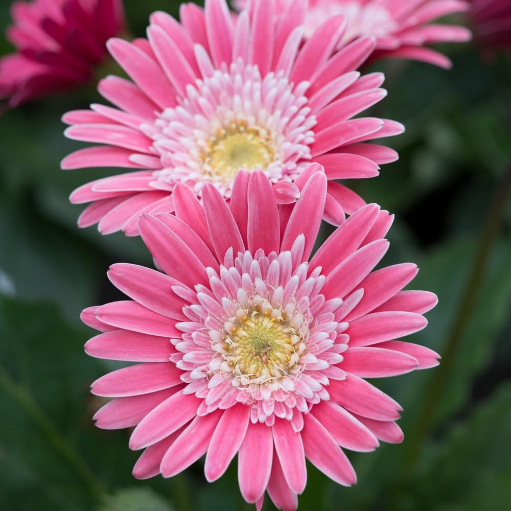 Gerbera 'Garvinea Sweet Memories'. 2L Plant. Pink Perennial Flowers for Cutting. Available from Bedwen Plants