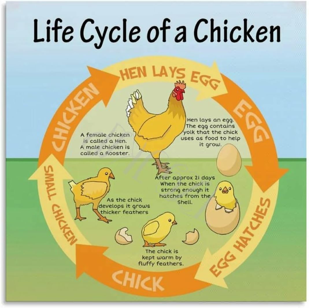 Chicken Life Cycle Poster ​Scientific Biology Classroom Education Poster (3) Canvas Painting Wall Art Poster for Bedroom Living Room Decor 24x24inch(60x60cm) Unframe-style