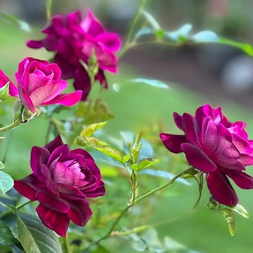 Miniatura 5 de Heirloom Roses Planta de rosas - Burdeos Iceberg Purple Rose Bush, Arbusto Planta viva para plantar al aire libre