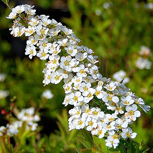 1 X Spiraea 'ARGUTA' Bridal Wreath DECIDUOUS Shrub Hardy Garden Plant in Pot