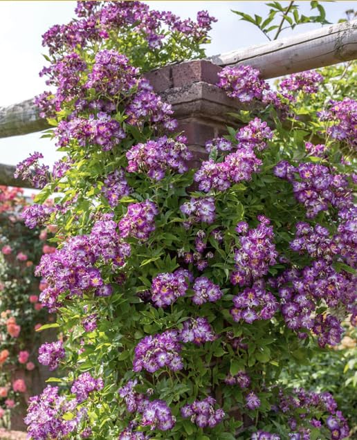 Veilchenblau Climbing Rose Plant in A 3/4 Litre Pot- Rambling Purple-Magenta Rose Plant
