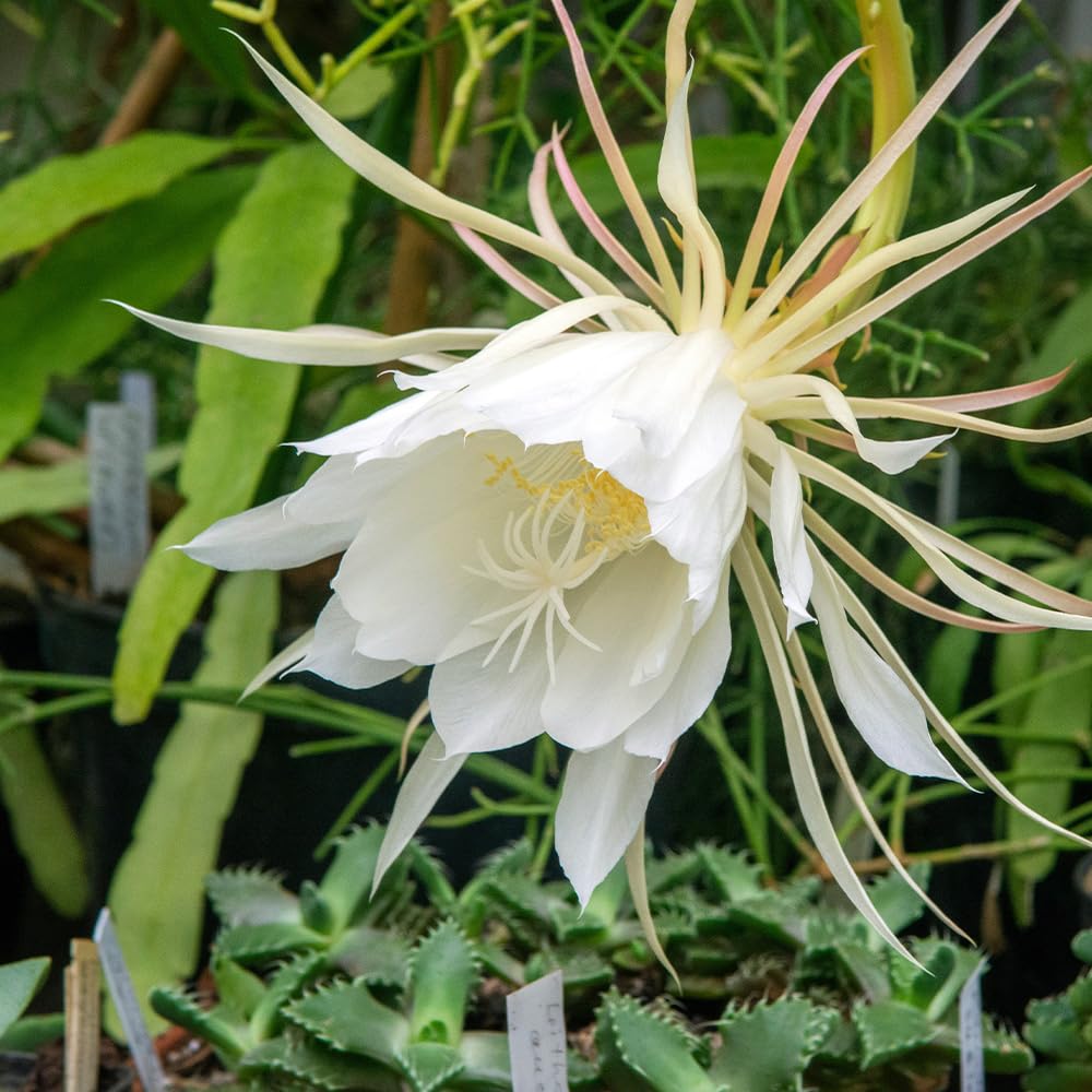 Amazon｜ITANSE エピフィラム アングリガー (孔雀サボテン) 3号