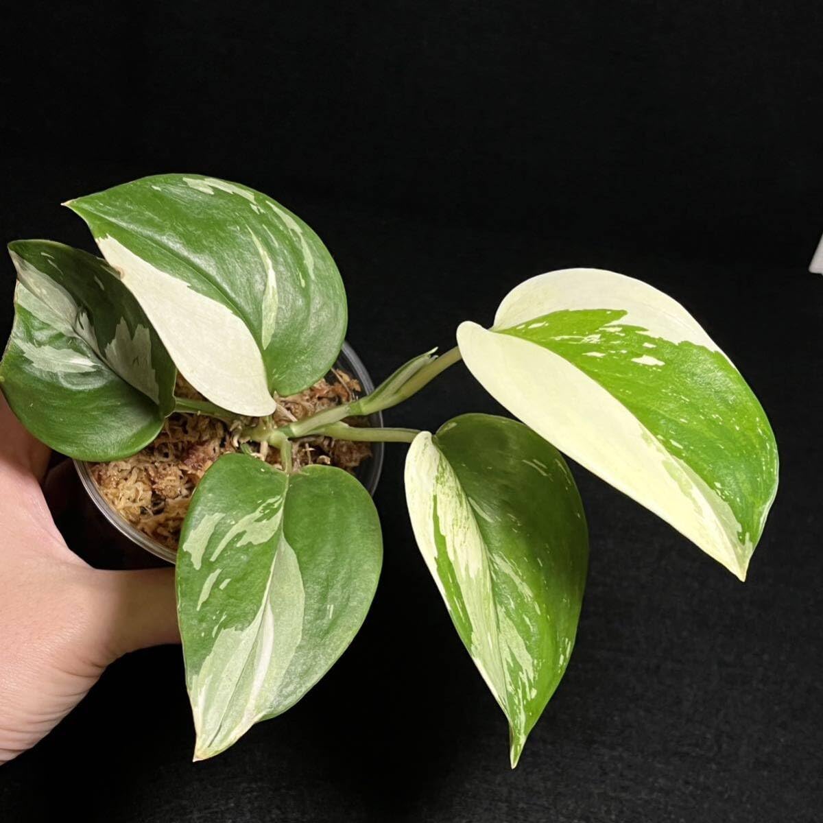 Amazon.co.jp: 1. Scindapsus Treubii Moonlight Variegated