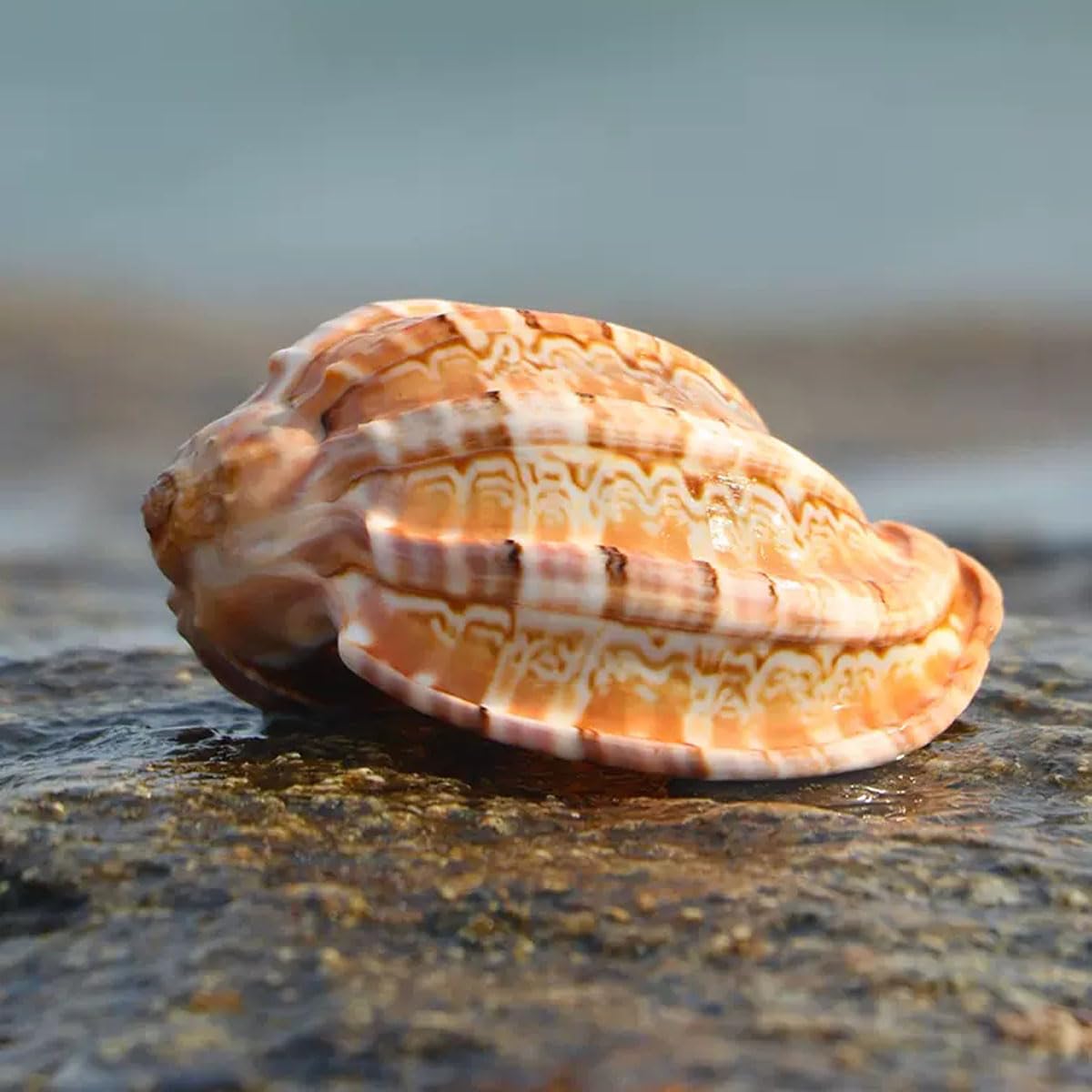Muschelmuschel