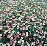 100 Erigeron Karvinskianus Seeds a.K.a Santa Barbara Daisy and Mexican Daisy