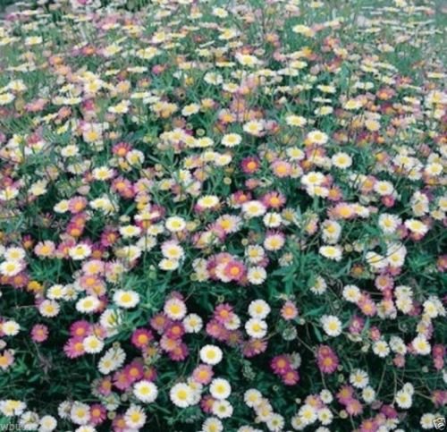 Erigeron Karvinskianus O Hierba De Burro | Cuidados - Foto 11