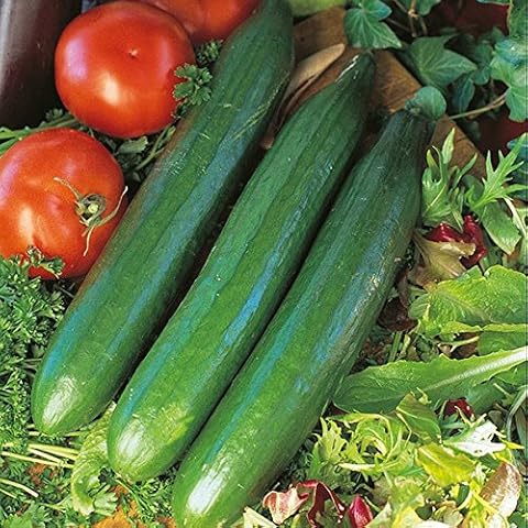 Kings Seeds - Cucumber, Telegraph Improved Cover