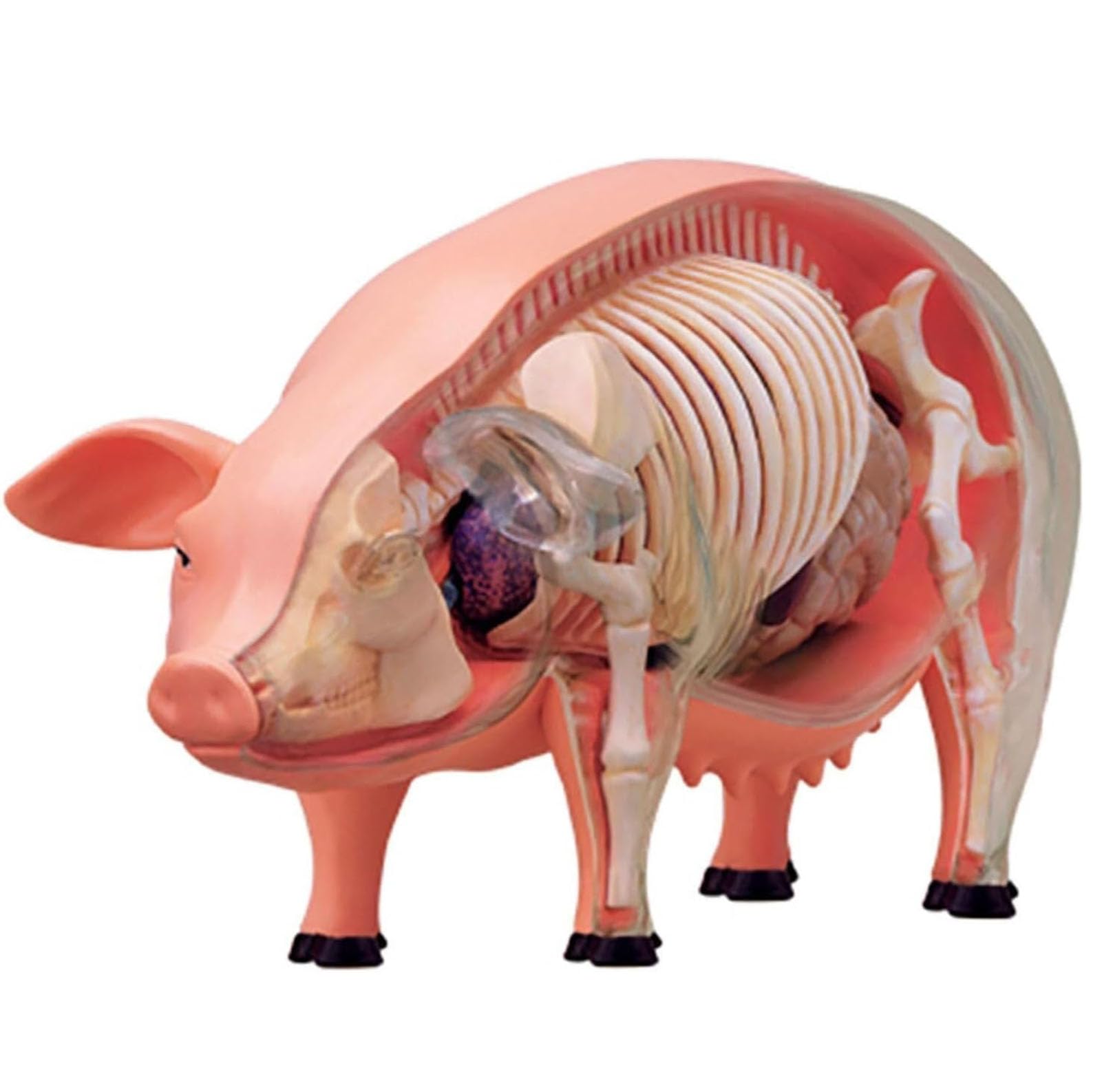 Model anatomiczny świni 4D, model szkieletu, model anatomiczny, odłączany model zwierzęcy z 19 organami i częściami ciała – model dydaktyczny do nauczania i nauki