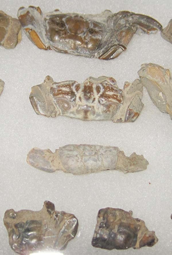 あゆちゃん　中国産カニ化石 あゆちゃん様専用 中国産カニ化石