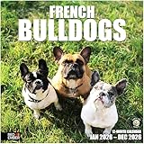 RED EMBER French Bulldogs 2026 Wall Calendar 12 Month | 12" x 24" Open | Thick & Sturdy Paper | Holiday Gift | Cute Frenchie Puppy Dog Calendar 2026