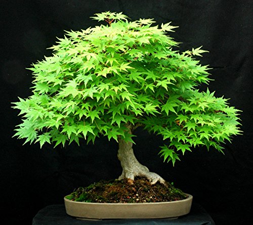 10 verdes de arce (Acer palmatum) semillas japonesas Bonsai Arce CombSH