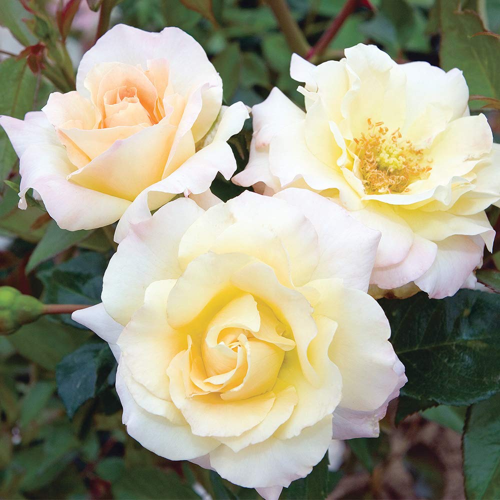 Heirloom Floribunda Roses Easter Basket
