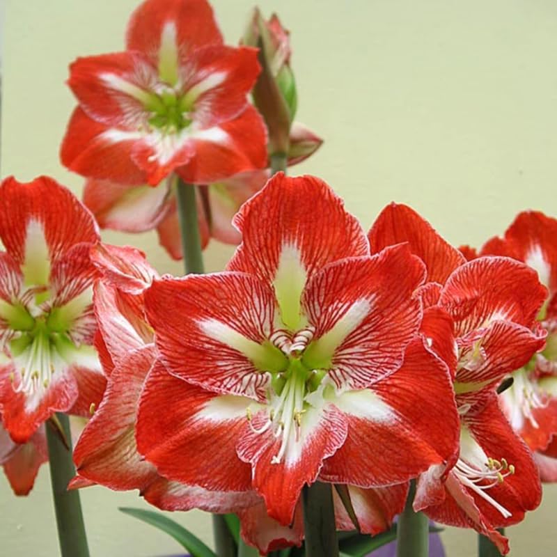 Amaryllis Plant Bulb in Wax, Jumbo White Red Waxed Amaryllis Plant Bulb, Holiday Decorations Blooms