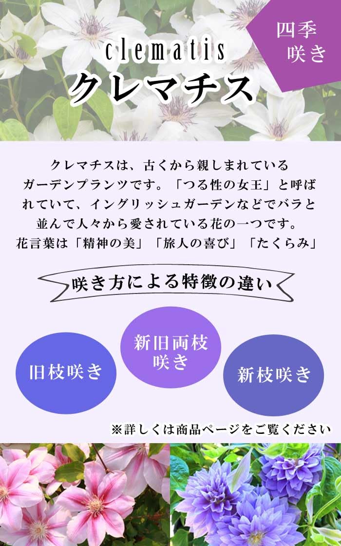 Amazon.co.jp: クレマチス ミケリテ 12cm 苗 紫色 【ジャックマニー系