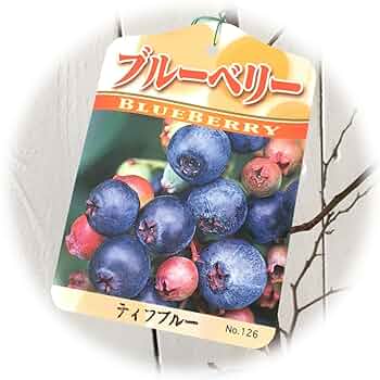 ブルーベリー　ティフブルー ラビットアイ系ブルーベリー「ティフブルー」を販売【花育通販