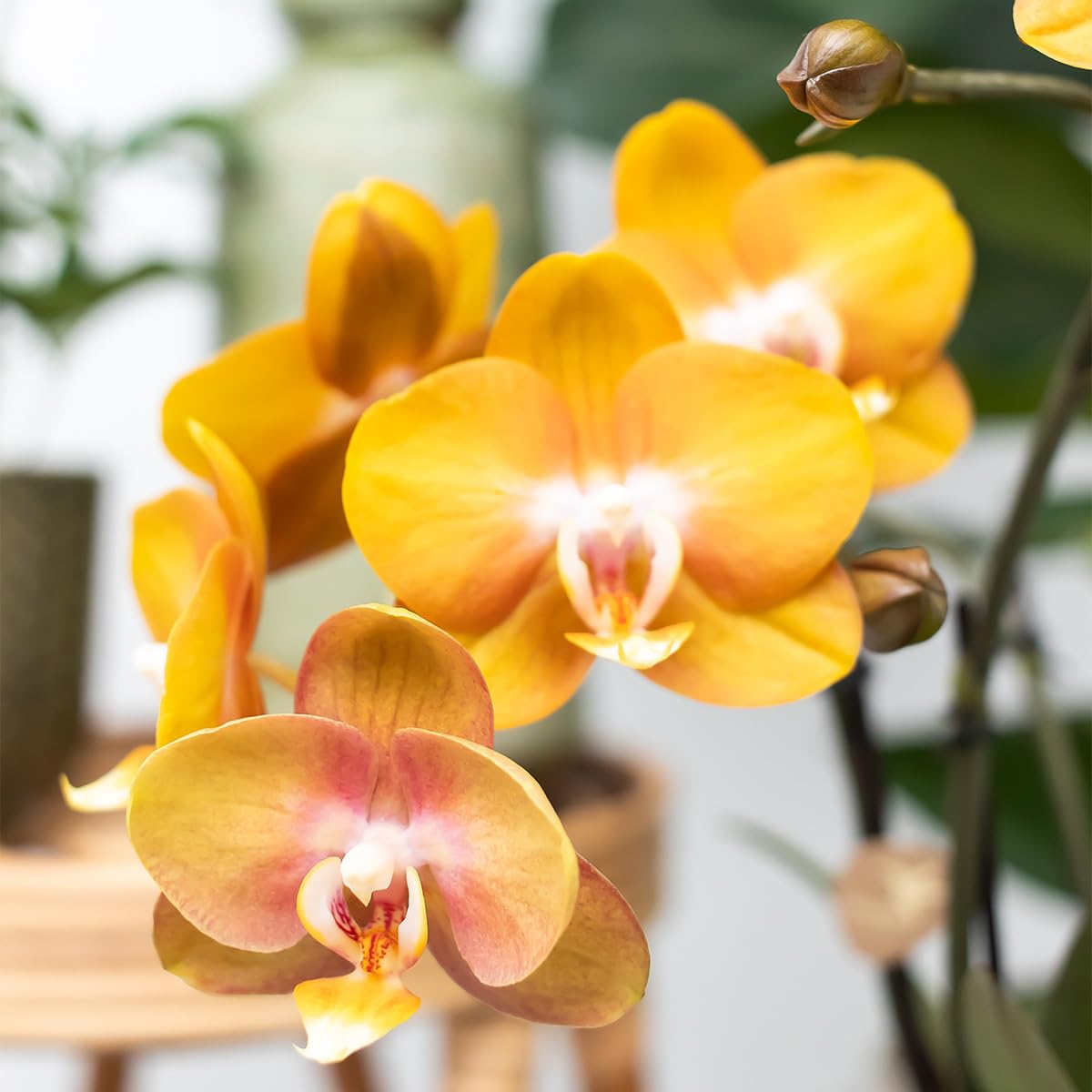 Kolibri Las Vegas Lot de 4 orchidées Phalaenopsis – Taille du pot Ø 12 cm – Plante d'intérieur à fleurs – Fraîche de l'éleveur
