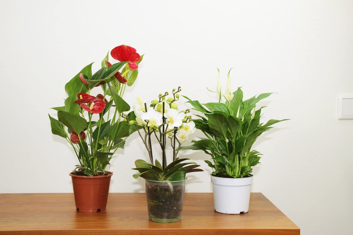 Juego de 3 Plantas de Interior Naturales con Flor | Anthuriun Rojo - Orquídea Phalaenopsis - Spathiphyllum | Plantas Purificadoras del Aire
