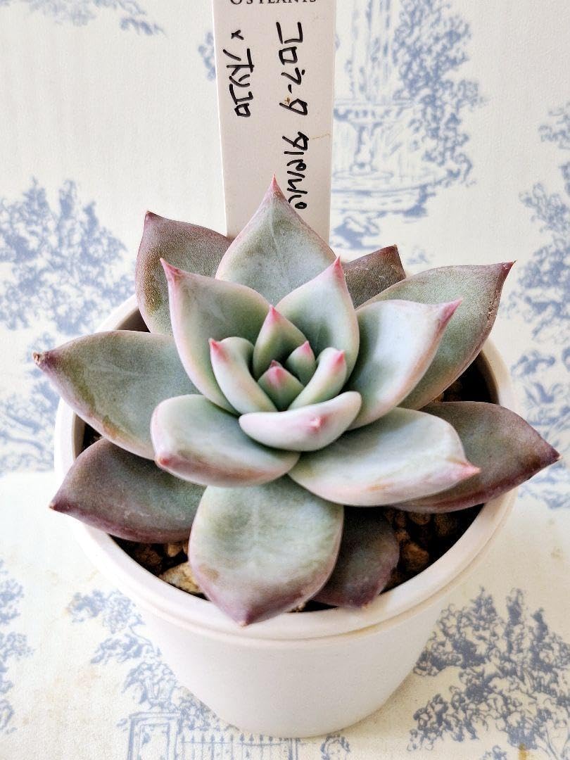 オーズプランツさん苗3点セット札付きポットごとメルカリ便バラ売り