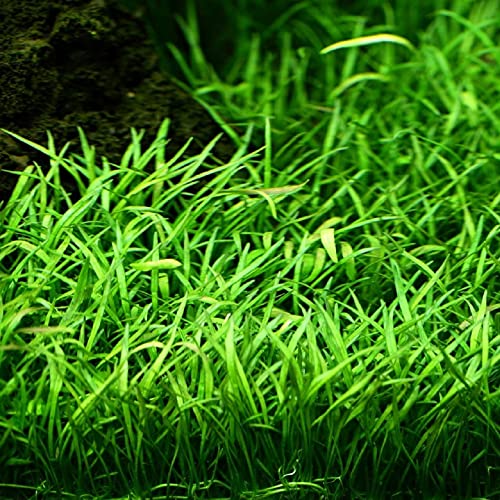 AquaOne Aquarium Pflanzen I 3X Wasserpflanzen I Nano Becken Aquarienpflanzen I Stängelpflanzen Bacopa Staurogyne Ausläufer Lilaeopsis I Set mit 3 Nanobecken Aquariumpflanzen - Image 7