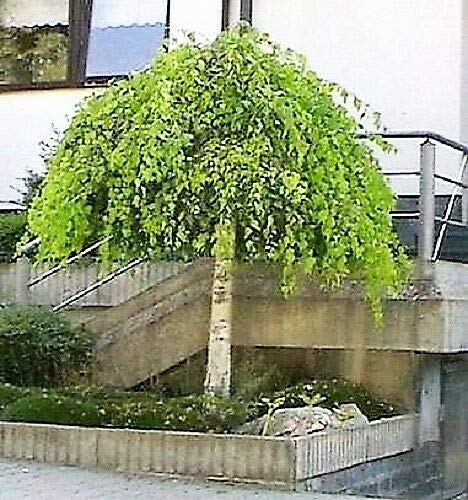 Silver Weeping Birch Tree White European Betula Pendula Alba Jocad (50 Seeds) #TOP3