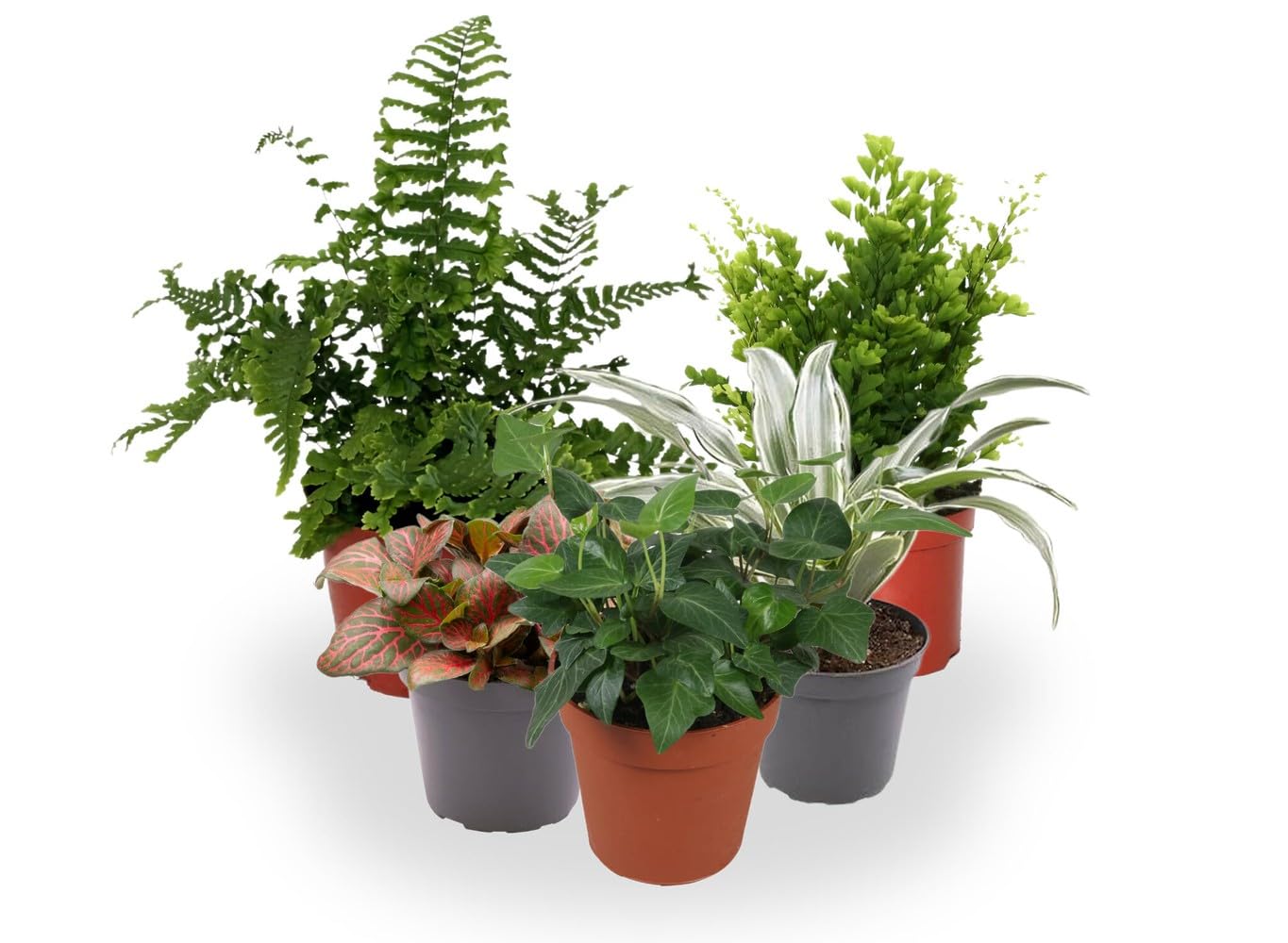Garden Center shop | Pack ahorro 10 Plantas de Interior Variadas |Purificadoras de Aire | Decorativas y de Bajo Mantenimiento | Ideal para Hogar u Oficina | Plantas Naturales Vivas