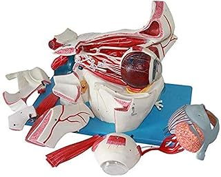 Study Model Skeleton Magnification Human Giant Eye Model Human Body Sensory Apparatus Eyeball Anaical Eye Tissue Model Eye Medicine Eyelid Tear Gland Anaical,A (Color : A) SaiFei