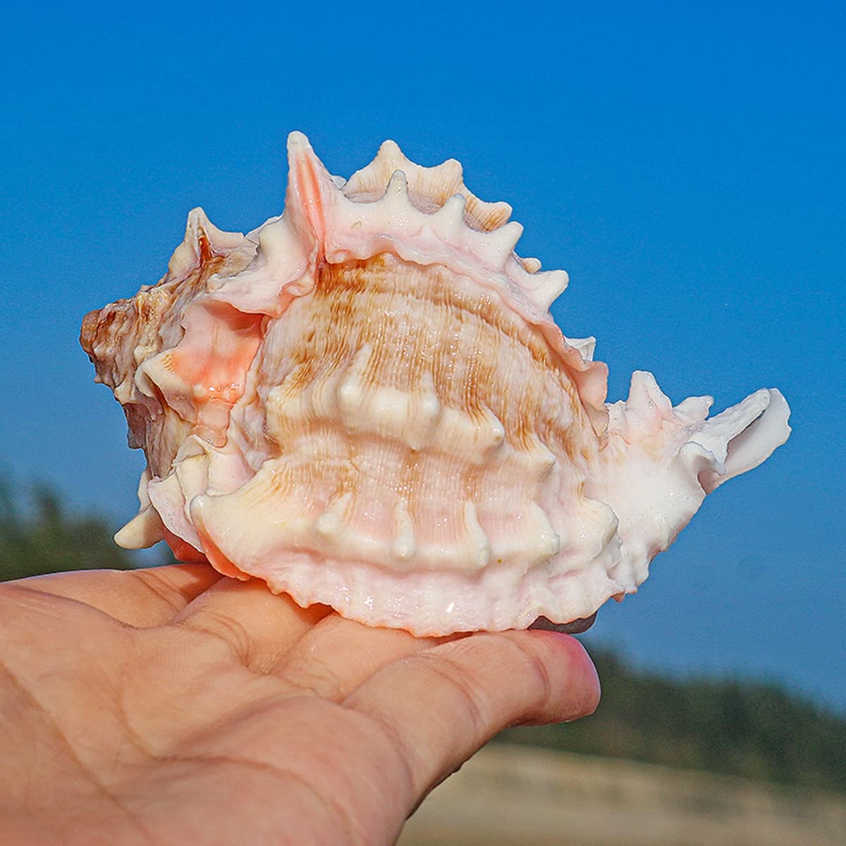 海の神秘　巨大貝殻　貝殻　コレクション　全25〜　珍品　奇品　南洋 海の神秘 巨大貝殻 貝殻 コレクション 全25〜 珍品 奇品 南洋