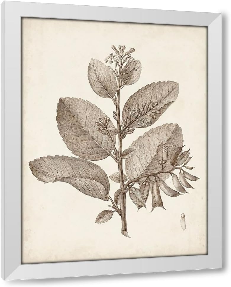 ArtDirect Antique Sepia Botanicals V 19x24 Gold Ornate Wood Framed Canvas Giclee Art by Unknown