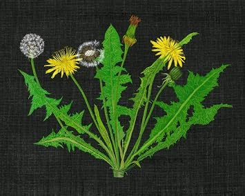 Wild Dandelion I Poster Print - Melissa Wang 24 x 18