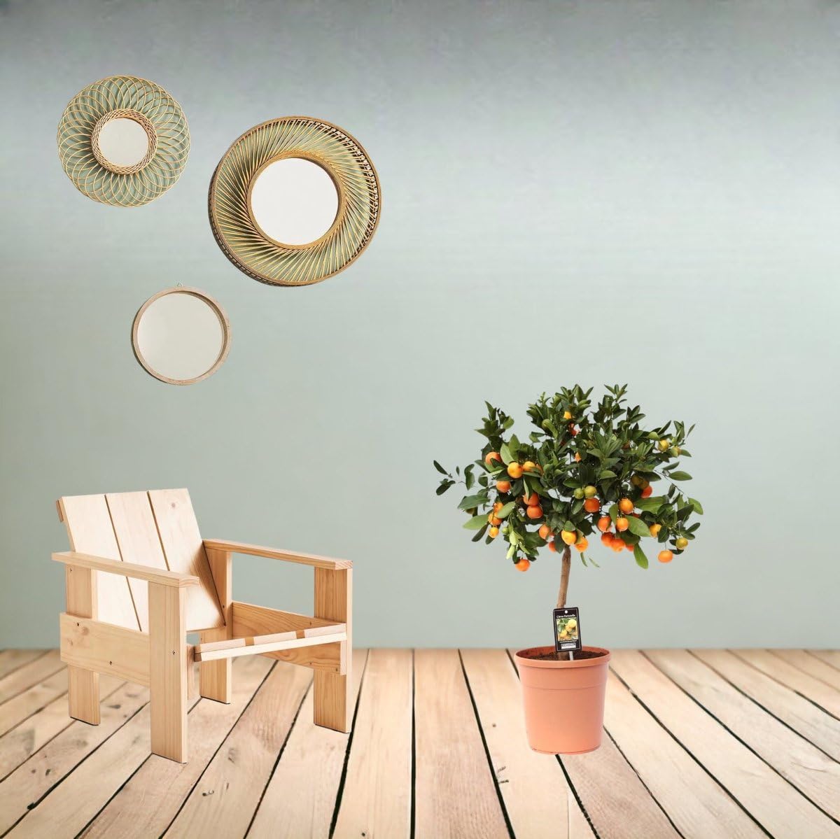 Trendyplants - Citrus Calamondin - Oranger - Plante de jardin - Hauteur 70-90 cm - Taille du pot Ø22cm