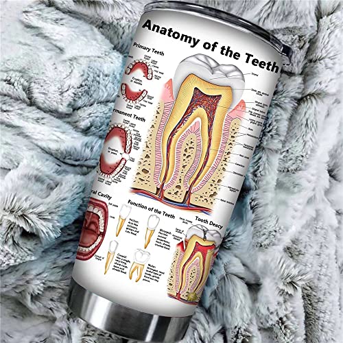 Mugs Anatomy Of Teeth Tumbler Cup Dental Vacuum Insulated Travel Mug,Dental Hygiene Student Coffee Cup,20Oz Stainless Steel Tumbler With Straw Lid,Doctor Nurse Cup Medical Double Wall Water Bottle #TOP3