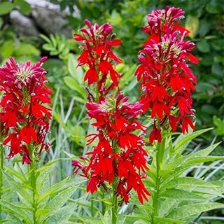 210+ Red Cardinal Flower Lobelia Cardinalis Seeds for Planting-Non-GMO H...