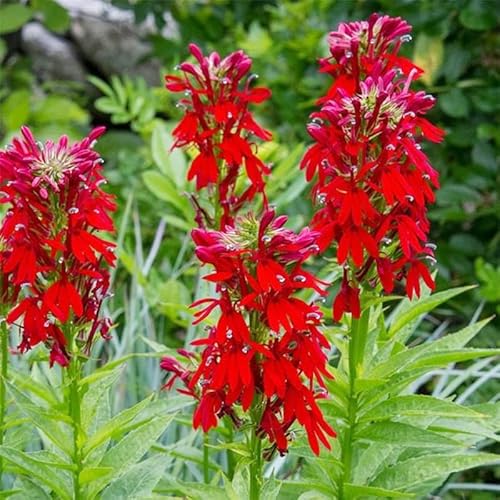 Generic Red Cardinal Flower Lobelia Cardinalis Seeds