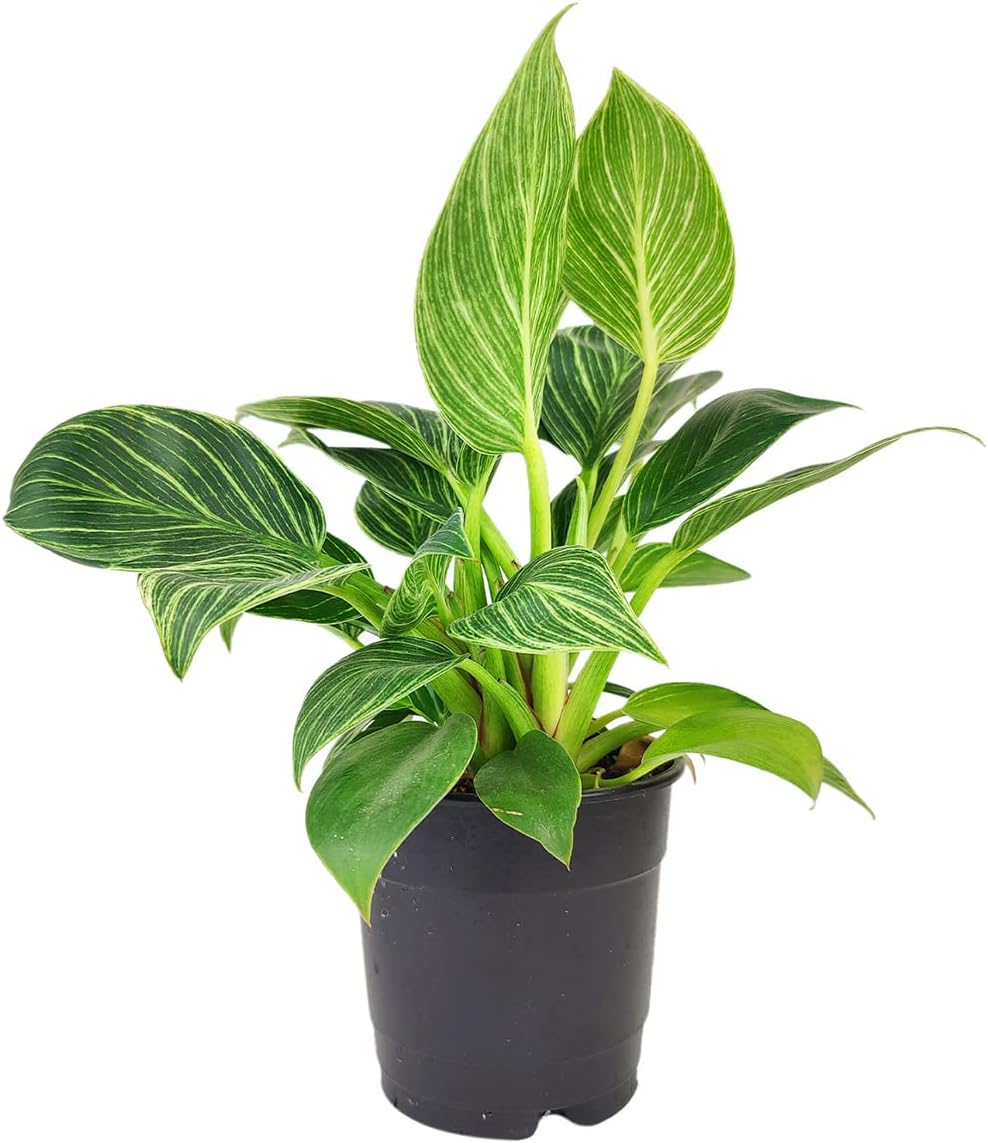 Philodendron Birkin (4" Grower Pot) - Rare Variegated Houseplant - Easy to Grow, Easy to Care Low Light Houseplants - Colorful Foliage Air-Purifying Plant