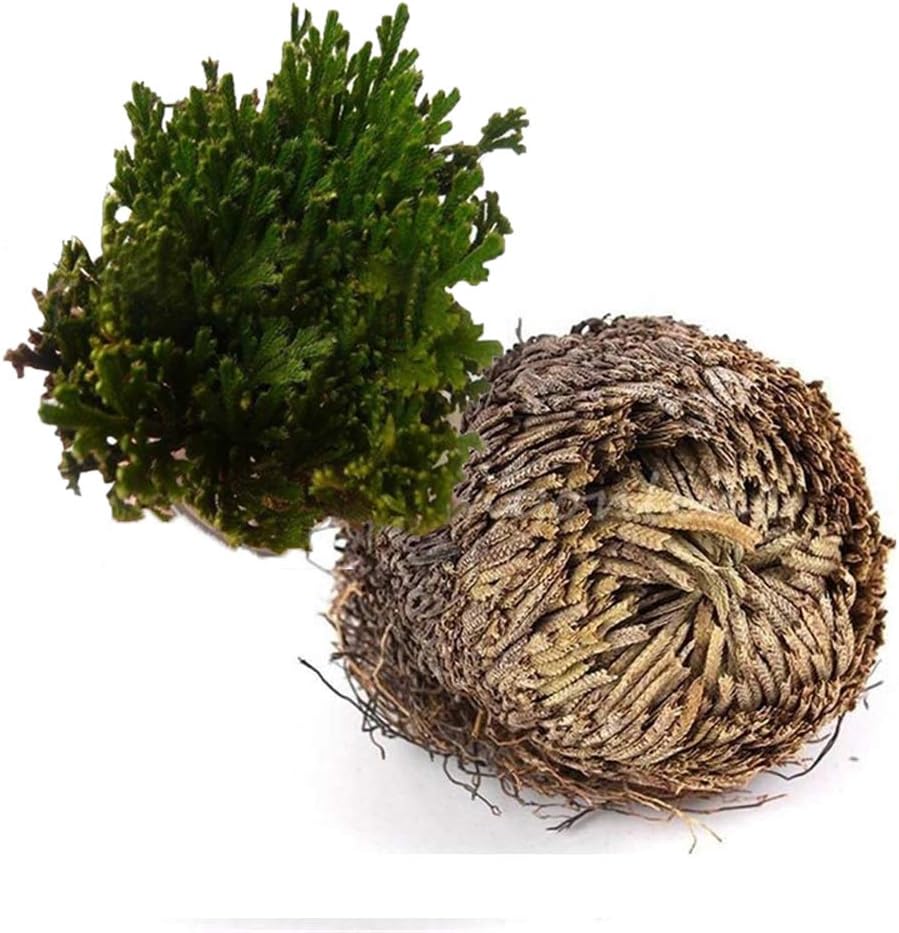 Magic Chic Hydrophilic Resurrection Plant Rose of Jericho, Desert Dinosaur Plant/Air Vivarium Fern/Selaginella Spike Moss for Office, Leisure, Bedroom, Living Room, Coffee Table