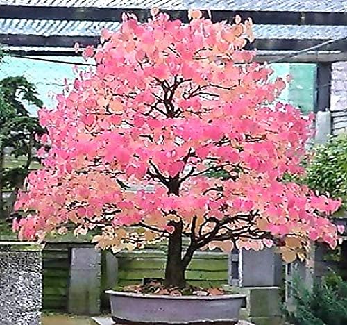 Big Pack - (2,500) Japanese Katsura Tree Seeds - Cercidiphyllum japonicum Tree Seeds - Spectacular Gold, Orange & Red Colors - Zones 4-8 - Non-GMO Seeds by MySeeds.Co (Big Pack - Japanese Katsura)
