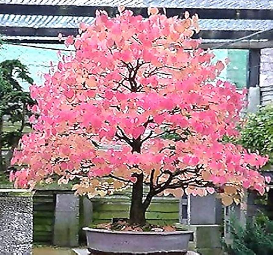 Amazon.com : Big Pack - (2,500) Japanese Katsura Tree Seeds