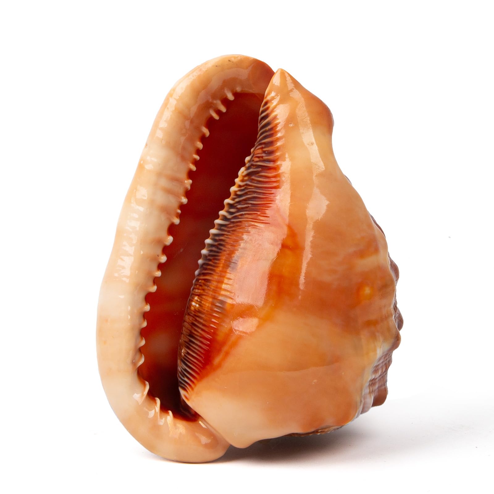 Large Natural Sea Shells 14-16CM Huge Ocean Conch Jumbo Seashells Perfect for Wedding Decor Beach Theme Party, Home Decorations,DIY Crafts, Fish Tank and Shell Collectors