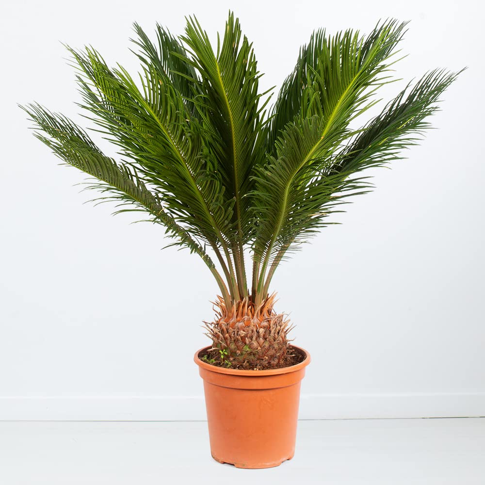 Japanischer Palmfarn, Cycas Revoluta, echte Zimmerpflanze, Topfgröße 17 cm, Höhe circa 60 cm, Zimmerpflanzen für die Wohnung oder das Büro, Pflanzenversand