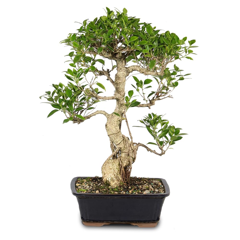 Brussel's Bonsai - Large Live Ficus Bonsai Tree, Potted Indoor Plant